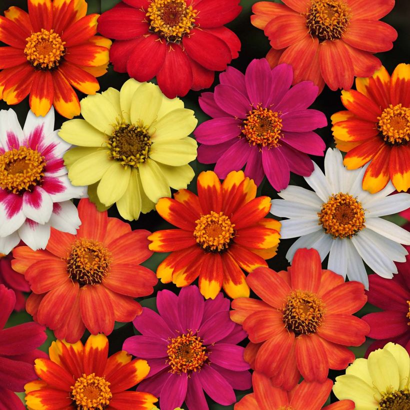 Zinnia Zahara (Flowering)