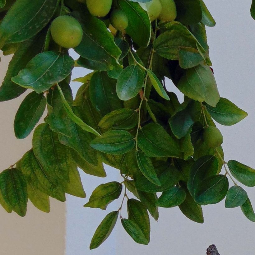 Ziziphus jujuba (Foliage)