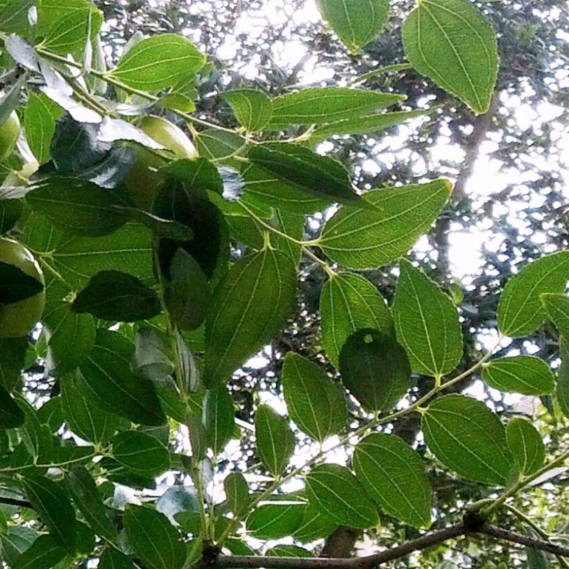 Ziziphus jujuba Li (Foliage)