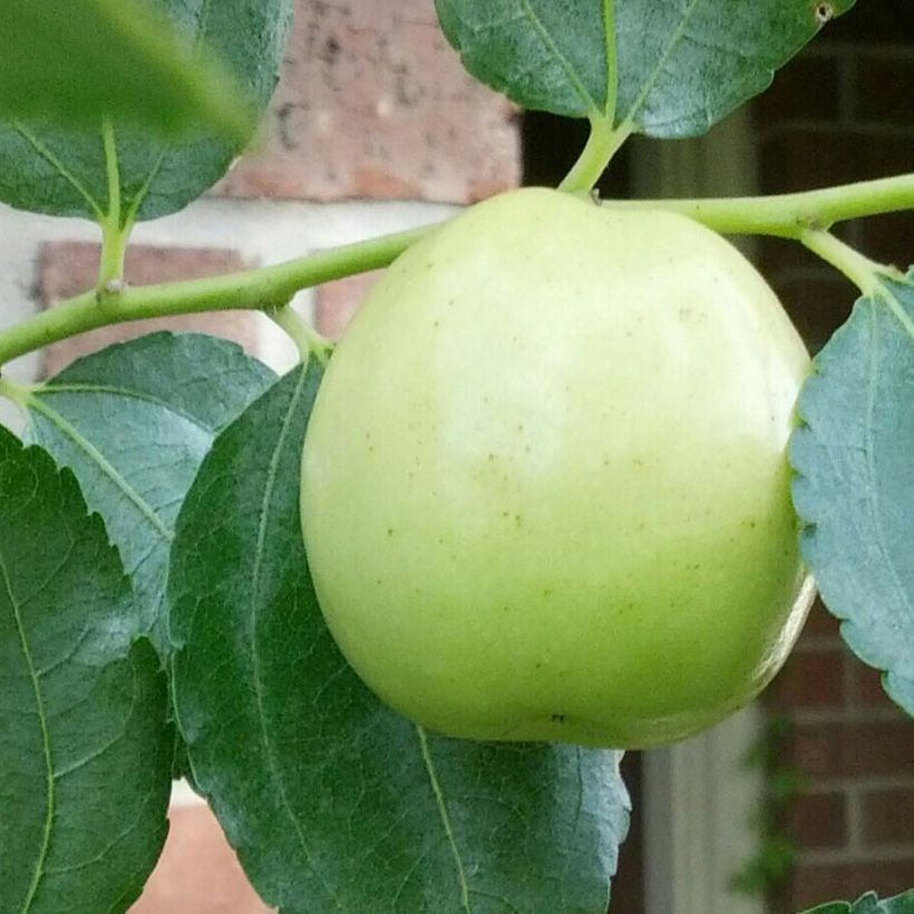 Ziziphus jujuba Li (Harvest)