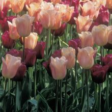 Harmony of Apricot and Purple Tulips
