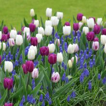 Inspiration collection - Spring Bulbs at Twilight