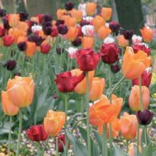 Harmony of Light Tulips