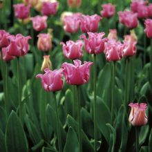 Tulipa  Picture - Tulipe Groupe Coronet