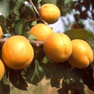 Prunus armeniaca Bergeron - Organic Apricot Tree
