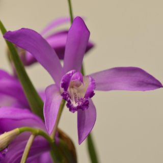 Bletilla striata Soryu Blue Dragon - Hyacinth orchid