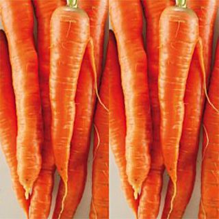 Carrot De Tilques - Daucus carota