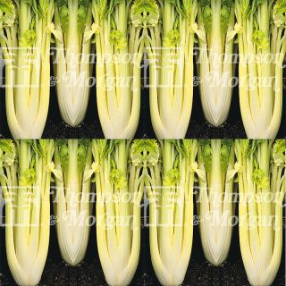 Lathom Self Blanching Celery - Apium graveolens