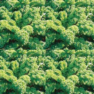 Half-dwarf Green Kale - Brassica oleracea acephala
