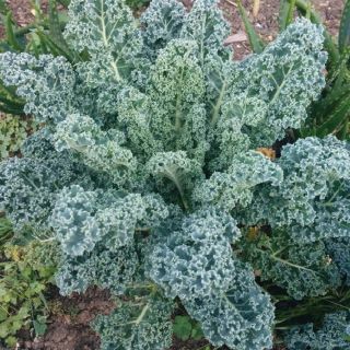 Curly Kale Dwarf Blue Scotch Curled - Ferme de Sainte Marthe Seeds