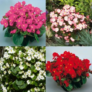 Collection of 64 Super Olympia Bedding Begonias 