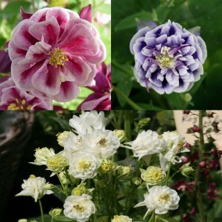 Collection of 3 Winky Double Columbines 