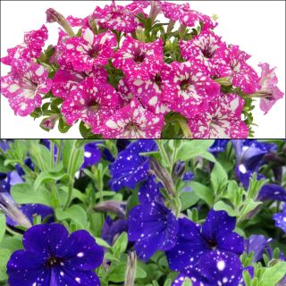 Duo of Night Sky and Royal Sky petunia collection