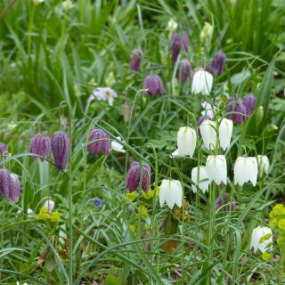 Collection of purple and white Snake's head fritillaries