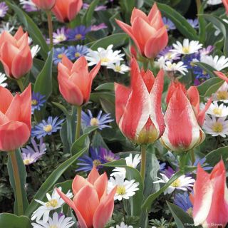 Collection of Tulips and Miniature Anemones