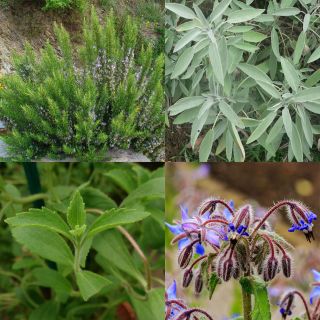 Collection of 4 aromatic plants for a patio
