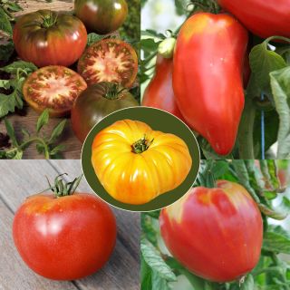 Collection of 5 Organic Heirloom Tomatoes - Sainte-Marthe Farm
