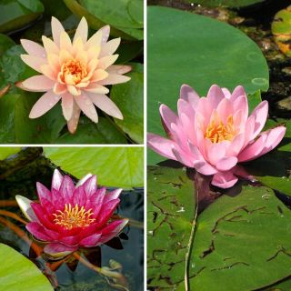Water lilies collection