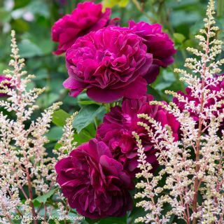Cardinal Duo - Rose and Astilbe Collection