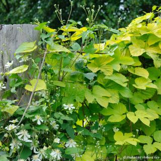 A Natural Duo - Clematis fargesii and Golden Hops