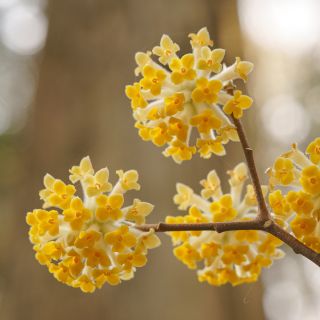 Edgeworthia chrysantha - Paperbush