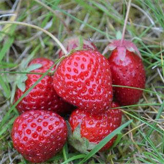 Organic Wild Strawberry Alexandria - Ferme de Sainte Marthe seeds - Fragaria vesca