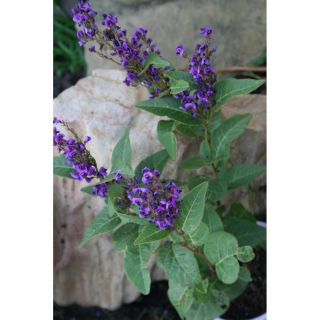 Hardenbergia violacea Regent - Vine Lilac