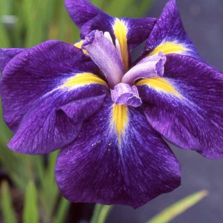 Iris ensata Iedo Mishiski - Japanese Water Iris