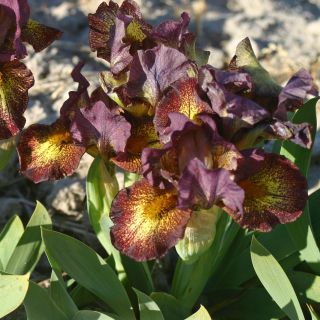Iris germanica Firestorm - Bearded Iris