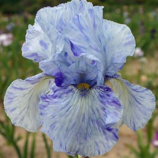 Iris germanica Gnu Blues - Bearded Iris