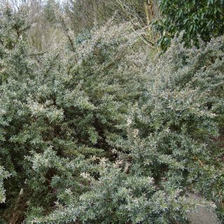 Leptospermum lanigerum Silver Sheen - Woolly Tea-tree