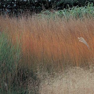 Molinia caerulea subsp. caerulea Heidebraut - Purple Moor-grass