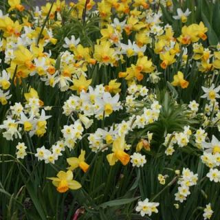 Collection of 45 Mini Daffodils