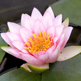 Nymphaea Fabiola - Water Lily