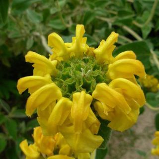 Phlomis fruticosa - Jerusalem Sage
