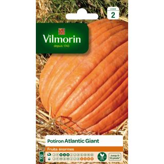 Pumpkin Atlantic Giant - Vilmorin Seeds