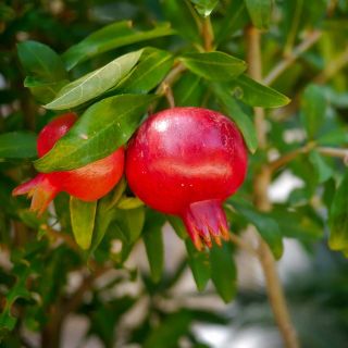 Punica granatum Wonderful - Pomegranate
