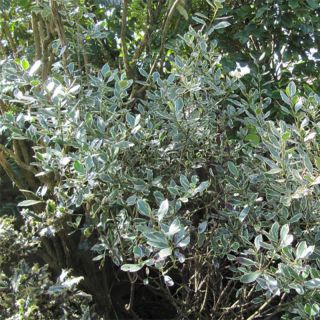 Rhamnus alaternus Argenteovariegata - Italian Buckthorn