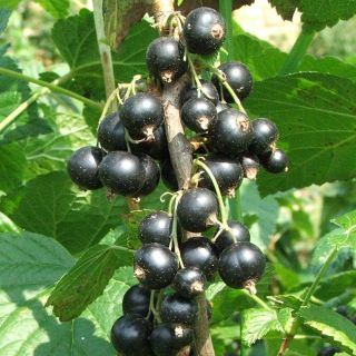 Blackcurrant Andega - Ribes nigrum