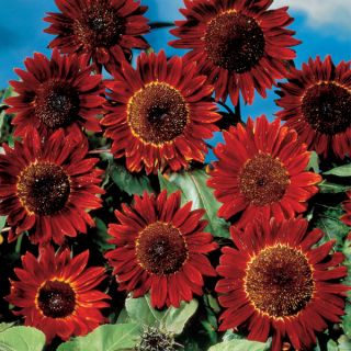 Sunflower Sunflower Ruby Sunset - Helianthus annuus