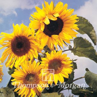 Sunflower Russian Giant Seeds - Helianthus annuus