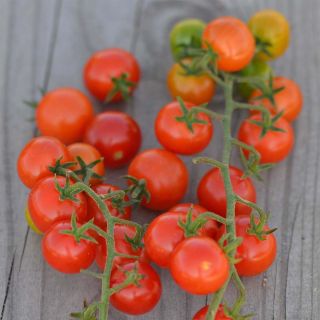 Red Currant Organic Tomato - Ferme de Sainte Marthe seeds