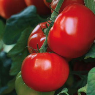 Maestria F1 Organic Tomato - La Sélection du Chef