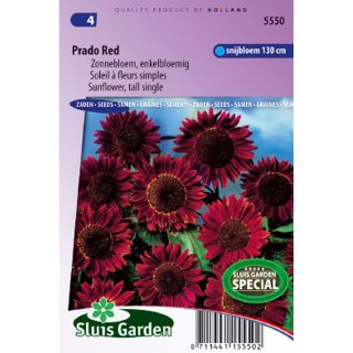 Sunflower Prado Red seeds - Helianthus annuus