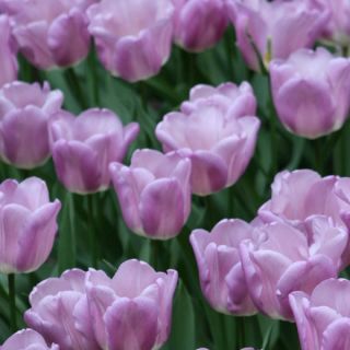 Tulipa Magic Lavender - Triumph Tulip