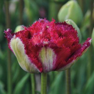 Tulipa crispa 'Belfort'
