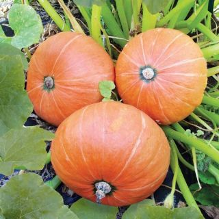 Pumpkin Amazonka seeds - Cucurbita maxima