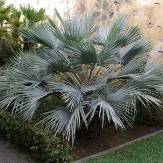 Brahea armata - Mexican blue palm