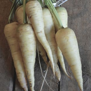 White Carrot Blanche de Küttingen - Ferme de Sainte Marthe Seeds