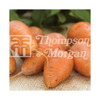 Carrot Caracas - Daucus carota